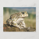 Frosch / Toad Postkarte (Vorderseite)