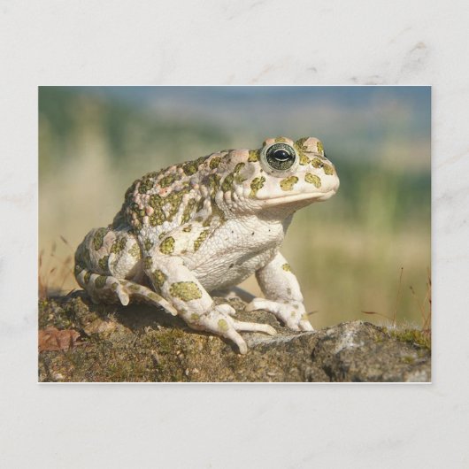 Frosch / Toad Postkarte (Vorderseite)