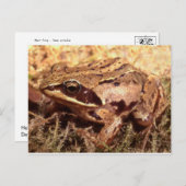 Frosch / Toad Postkarte (Vorne/Hinten)