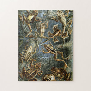 Frosch und Kröte Ernst Haeckel vintage Puzzle
