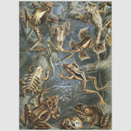 Frosch und Kröte Ernst Haeckel vintage Seidenpapier