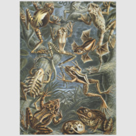 Frosch und Kröte Ernst Haeckel vintage Seidenpapier