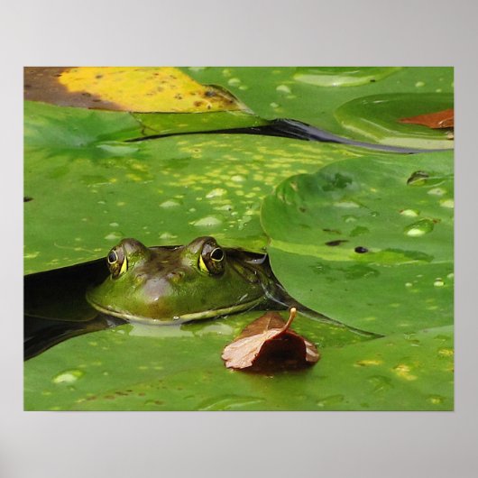 Frosch- und Lily-Pads Poster (Vorne)