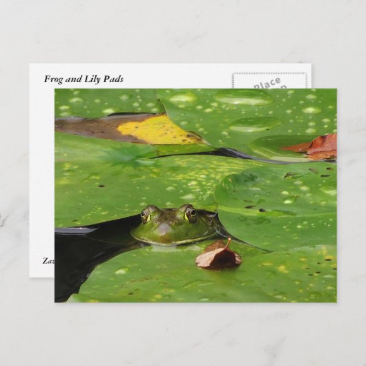 Frosch- und Lily-Pads Postkarte (Vorne/Hinten)