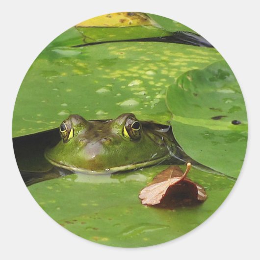 Frosch- und Lily-Pads Runder Aufkleber (Vorderseite)