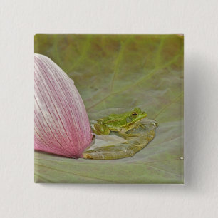 Frosch und Lotusblütenblatt, China, Button