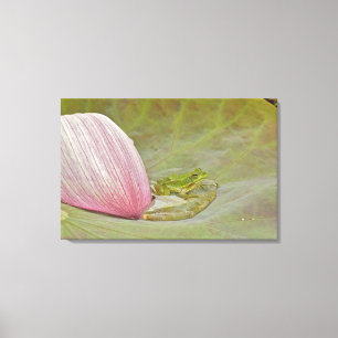 Frosch und Lotusblütenblatt, China, Leinwanddruck
