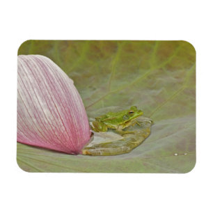 Frosch und Lotusblütenblatt, China, Magnet
