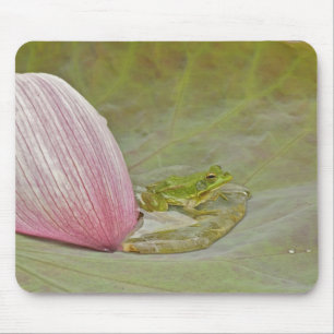 Frosch und Lotusblütenblatt, China, Mousepad
