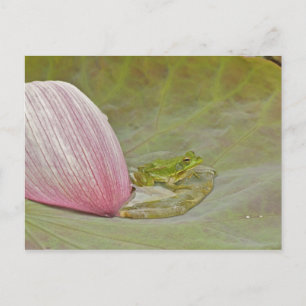 Frosch und Lotusblütenblatt, China, Postkarte