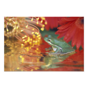 Frosch und Reflexionen zwischen Blume. Gutschrift Fotodruck