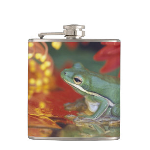 Frosch und Spiegelungen zwischen Blumen. Bildnachw Flachmann