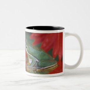 Frosch und Spiegelungen zwischen Blumen. Bildnachw Zweifarbige Tasse