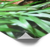 Frosch verbergen poster (Ecke)