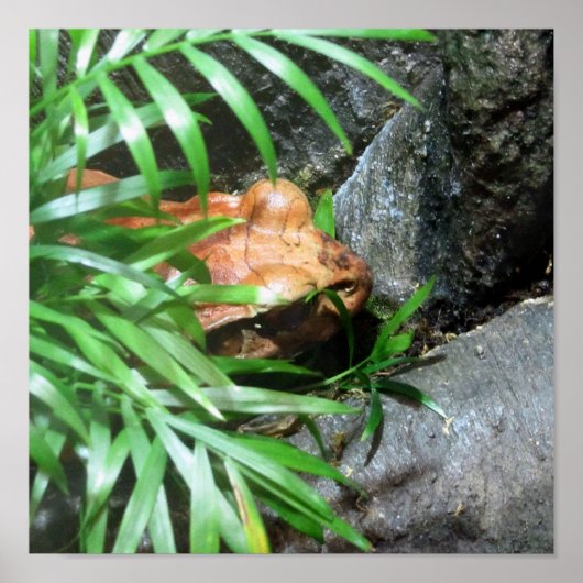 Frosch verbergen poster (Vorne)