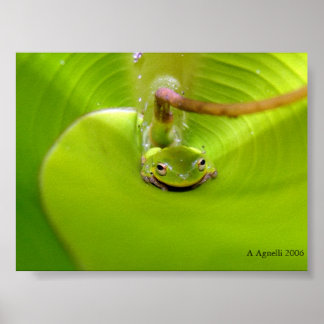 Frosch versteckt sich in einem Bananenblatt Poster