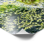 FroschAugen Fotodruck (Ecke)