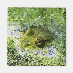 FroschAugen Magnet
