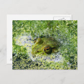FroschAugen Postkarte (Vorne/Hinten)