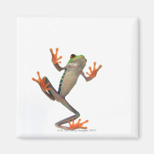 Froschbauch Magnet