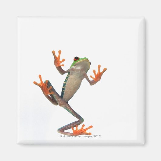 Froschbauch Magnet (Vorne)