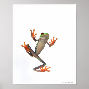 Froschbauch Poster