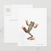 Froschbauch Postkarte (Vorne/Hinten)