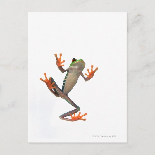 Froschbauch Postkarte (Vorderseite)