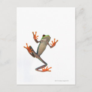 Froschbauch Postkarte