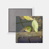 Froschbeobachtung, Magnet (Vorderseite/Rückseite)