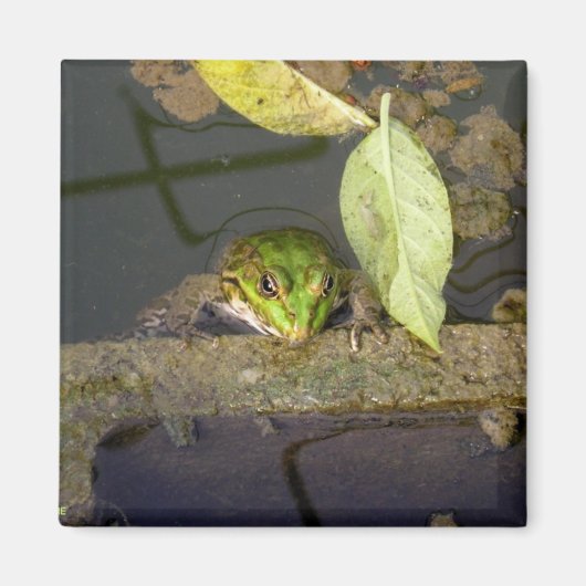 Froschbeobachtung, Magnet (Vorne)