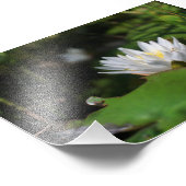 Froschblick auf die Lilie Fotodruck (Ecke)