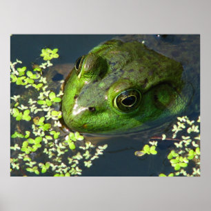 Froschdruck Poster