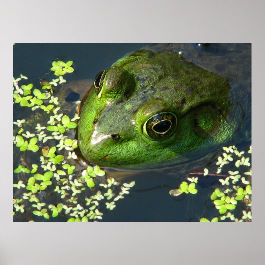 Froschdruck Poster (Vorne)