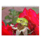Frösche 2009 kalender (Titelbild)