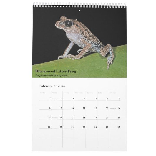 Frösche aus Singapur - Kalender 2017 (Feb 2026)