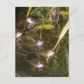 Frösche, Frösche und mehr Frösche Postkarte (Vorderseite)