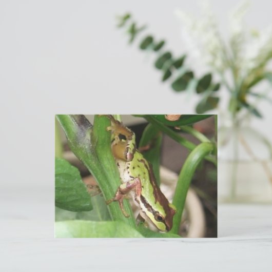 Frösche in der Pfeffer-Pflanze Postkarte (Stehend Vorderseite)
