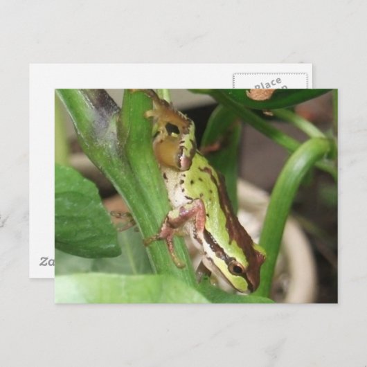 Frösche in der Pfeffer-Pflanze Postkarte (Vorne/Hinten)