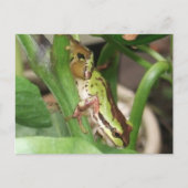 Frösche in der Pfeffer-Pflanze Postkarte (Vorderseite)
