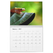 Frösche Kalender 2027 (Feb 2027)