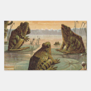 Frösche Lily Pads Moon Illustration Rechteckiger Aufkleber