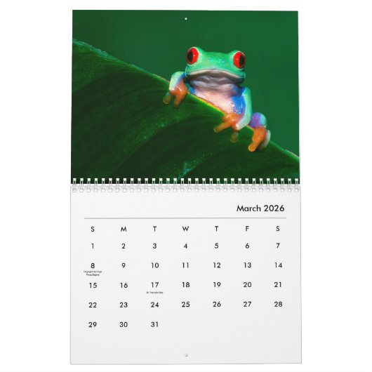 Frösche-Mauerkalender Kalender (Mär 2026)