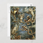 Frösche Postkarte (Vorne/Hinten)