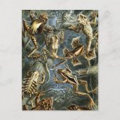 Frösche Postkarte (Vorderseite)