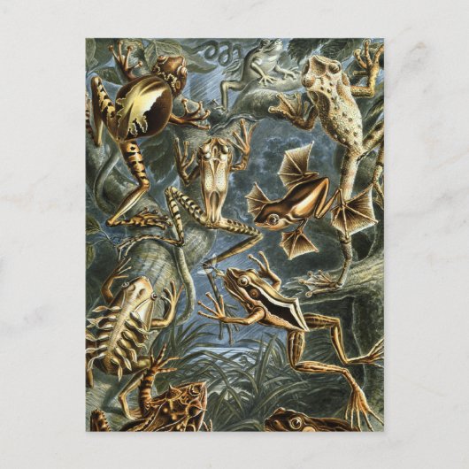 Frösche Postkarte (Vorderseite)