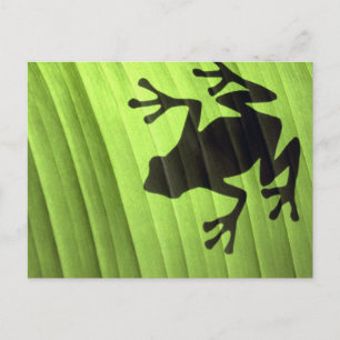 Frösche Postkarte