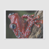 Frösche und Diamanten6 Seidenpapier (Vorderseite)