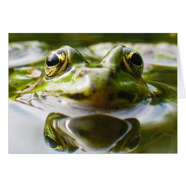 Froschfrösche Rana Esculenta (Vorderseite (Horizontal))