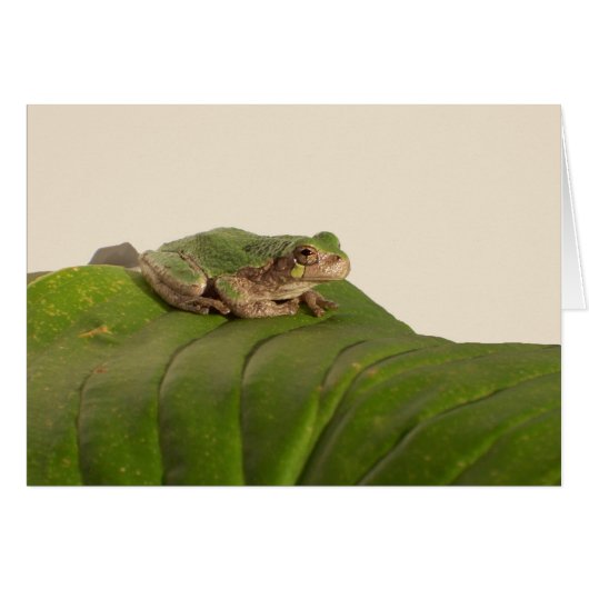 Froschkarte, Frosch auf einem großen grünen Blatt (Vorderseite (Horizontal))